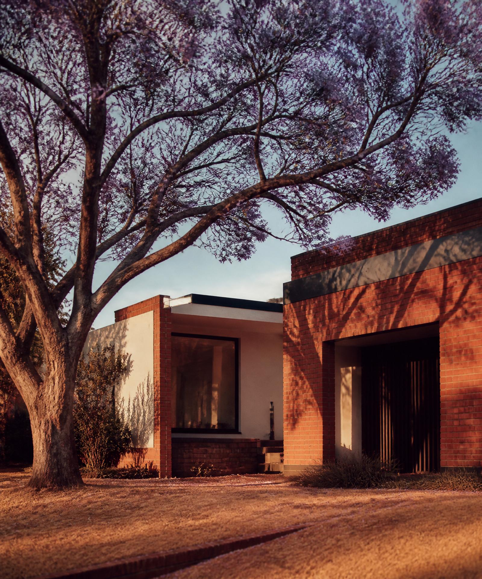 A red-brick house under a jacaranda tree in a Johannesburg suburb at golden hour.